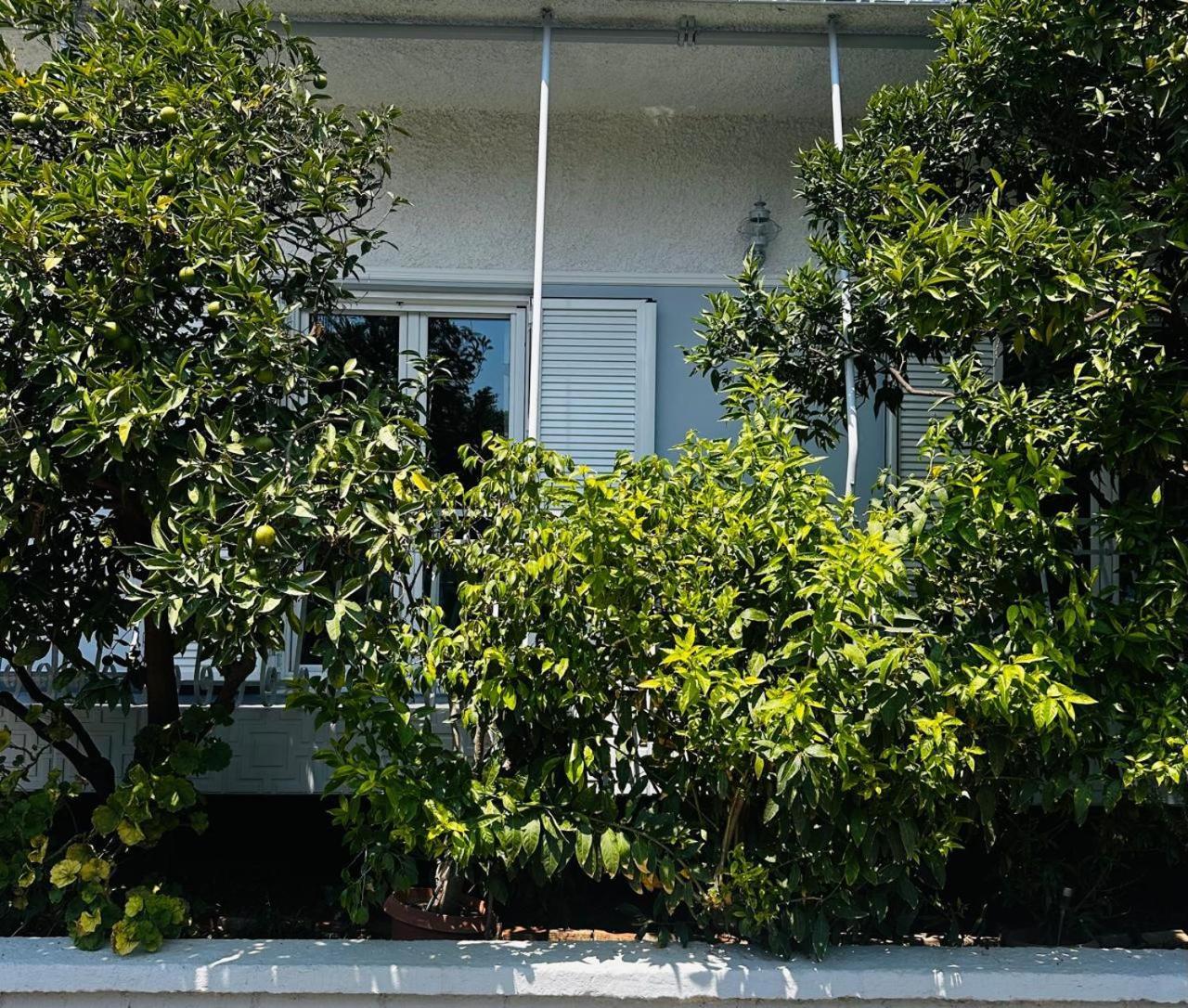 Sotiris Mandarin House Apartment Diakopto Exterior photo